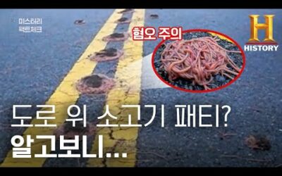 꿈틀꿈틀.. 아스팔트 한복판 수상한 덩어리의 충격적인 정체 [미스터리 팩트체크]