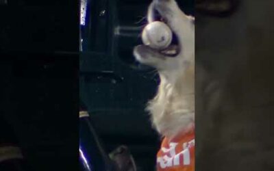 A very, very, very good boy catches a home run ball!