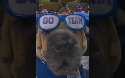 Dodgers got that dog in them