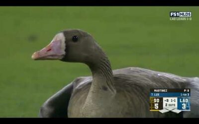 Goose invades field during NLDS game between Dodgers vs Padres!!!