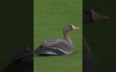 Goose on the field in the Postseason!!!