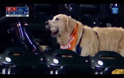 A GREAT play by a good boy! This dog retrieves a HOME RUN ball at the Mets game!