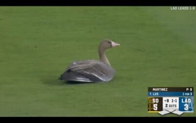 ANIMALS AT THE BALLPARK! Great animal moments but they get INCREDIBLY MORE AWESOME!