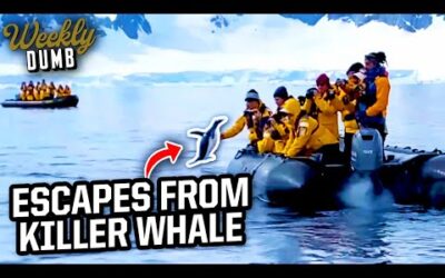 Penguin escapes killer whale by jumping into boat | Weekly Dumb