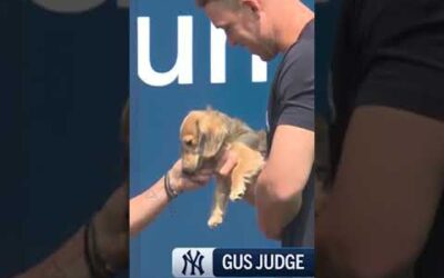 GUS JUDGE IS A STAR!! Aaron’s new pup has a doggone great time at Yankee Stadium 🐶🥺