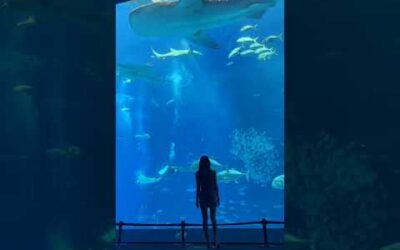 Okinawa Churaumi Aquarium 오키나와 츄라우미 #Shorts