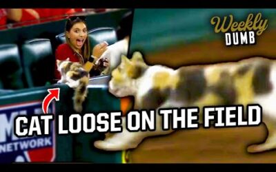 Cat runs on the field and into the stands at Angels game | Weekly Dumb