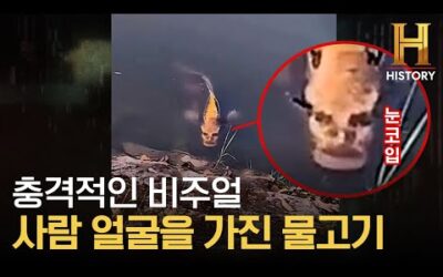 중국 비밀 정부 활동의 결과물? 사람 얼굴을 가진 물고기 [미스터리 팩트체크]