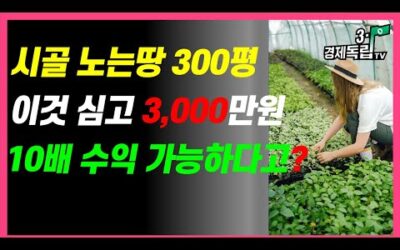 [여자 혼자도 놀고 있는 시골땅300평! 이렇게하면 3,000만원 수익! 10배 돈 버는것 가능하다고?]#3.1경제독립tv