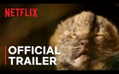 Living with Leopards | Official Trailer | Netflix