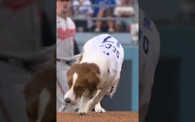 Decoy fetched the first pitch tonight for Shohei Ohtani! 🥺🐶