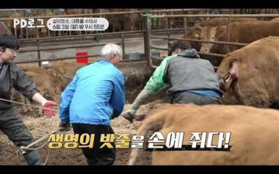 [예고] [PD로그] 5부살리겠소, 대동물 수의사