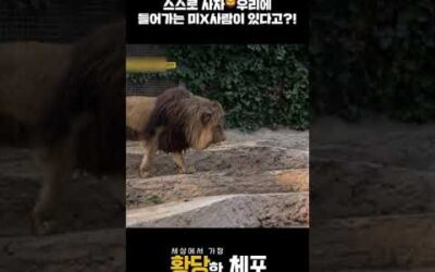 스스로 사자🦁우리에 들어가는 미X사람이 있다?! [황당한 체포]