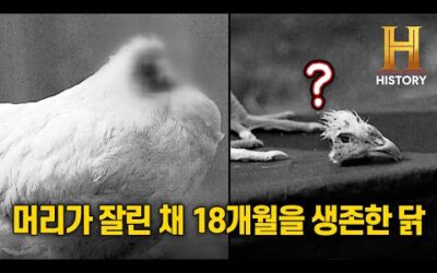 머리가 잘렸는데 셀럽이 되어버린 닭 ‘마이크’ 🐔[역사 비하인드 : 언빌리버블]