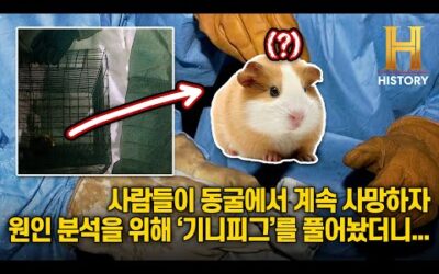 코끼리가 상아로 판 살인 동굴을 기니피그로 조사한다고…? [역사 비하인드 : 언빌리버블]