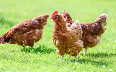 UK – 64K birds are being culled after a suspected case of bird flu